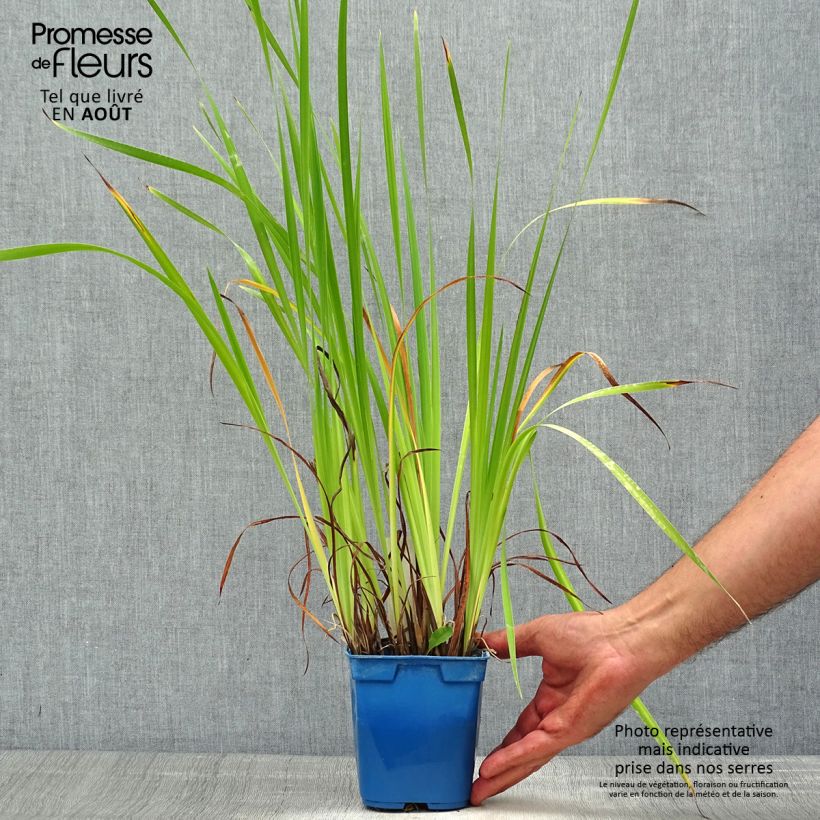 Ejemplar de Lirio de Siberia Caesar's Brother - Iris sibirica Maceta 1L/1,5L entregado en verano