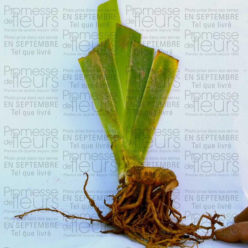 Ejemplo de ejemplar de Iris germanica Double Espoir Maceta de 8/9 cm tal y como se entrega