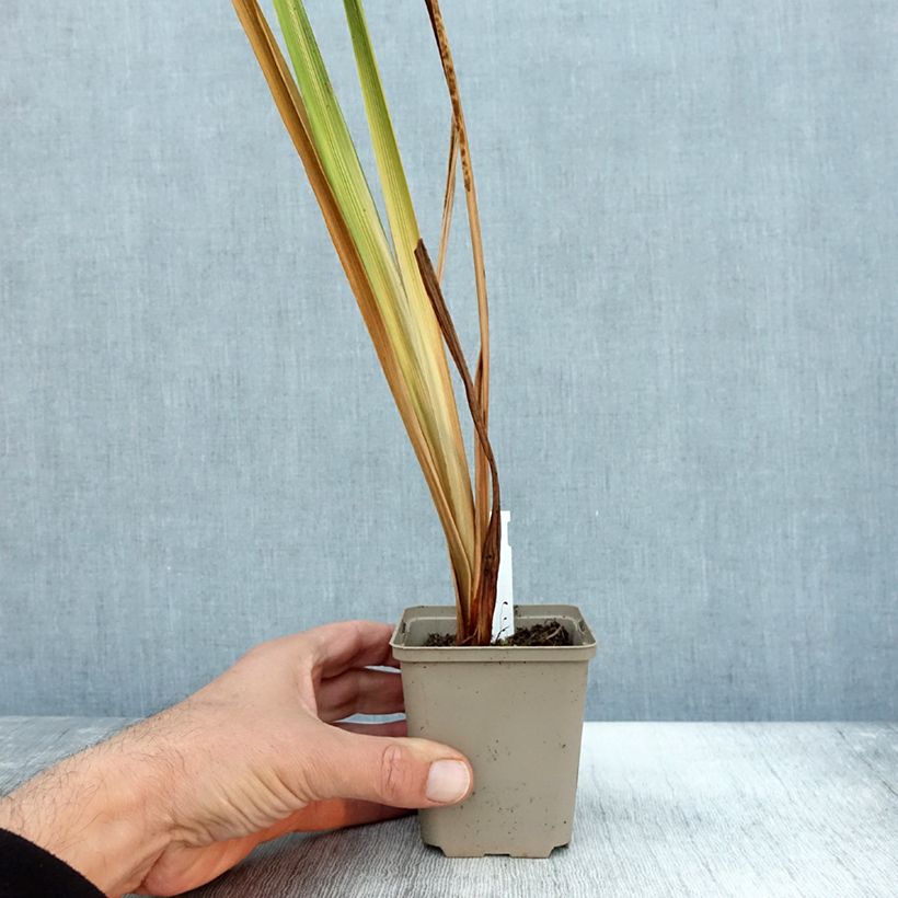 Ejemplar de Iris Japonés Diamant - Iris ensata Maceta de 8/9 cm entregado en otoño