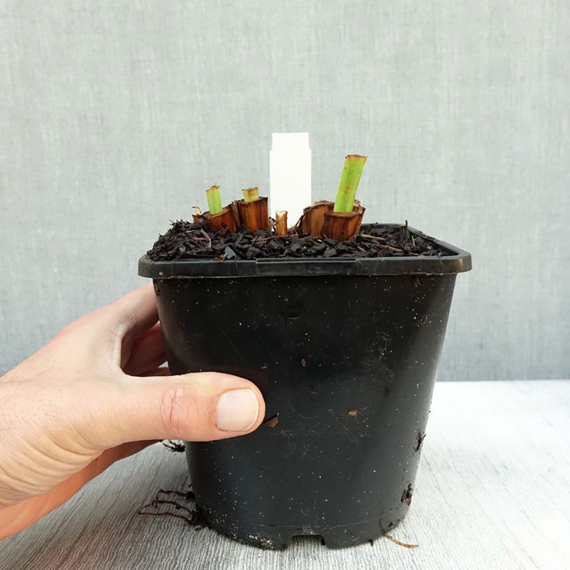Ejemplar de Iris Japonés Dinner Plate Tub Tim Grob - Iris ensata Maceta 2L/3L entregado en otoño