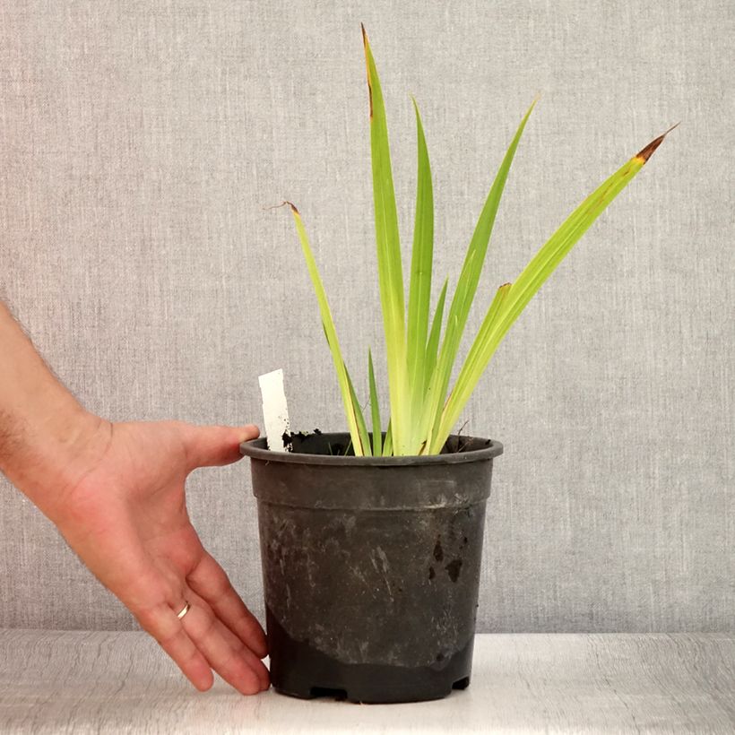 Ejemplar de Iris Japonés Harlequinesque - Iris ensata Maceta 2L/3L entregado en verano