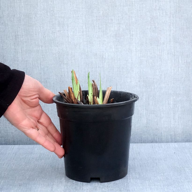 Iris Japonés Harlequinesque - Iris ensata Maceta 2L/3L Ejemplar entregado en la primavera