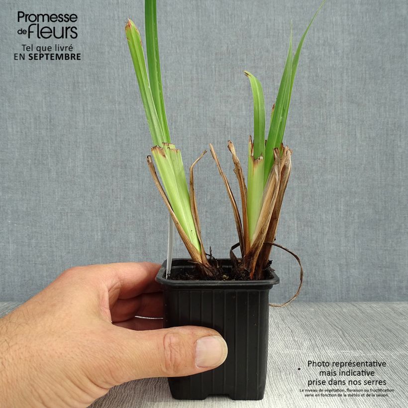 Ejemplar de Iris Japonés Lady in Waiting - Iris ensata Maceta de 8/9 cm entregado en otoño