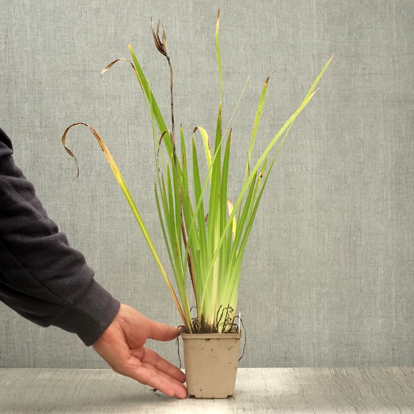 Ejemplar de Iris Japonés Lady in Waiting - Iris ensata Maceta de 8/9 cm entregado en verano