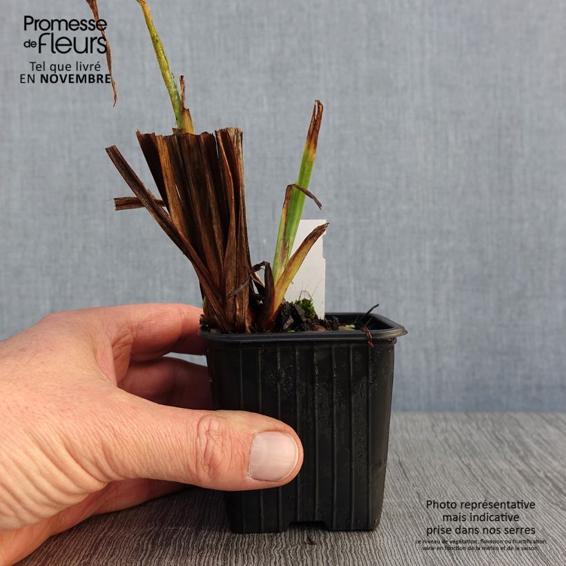 Ejemplar de Iris Japonés Rose Queen - Iris ensata Maceta de 8/9 cm entregado en otoño