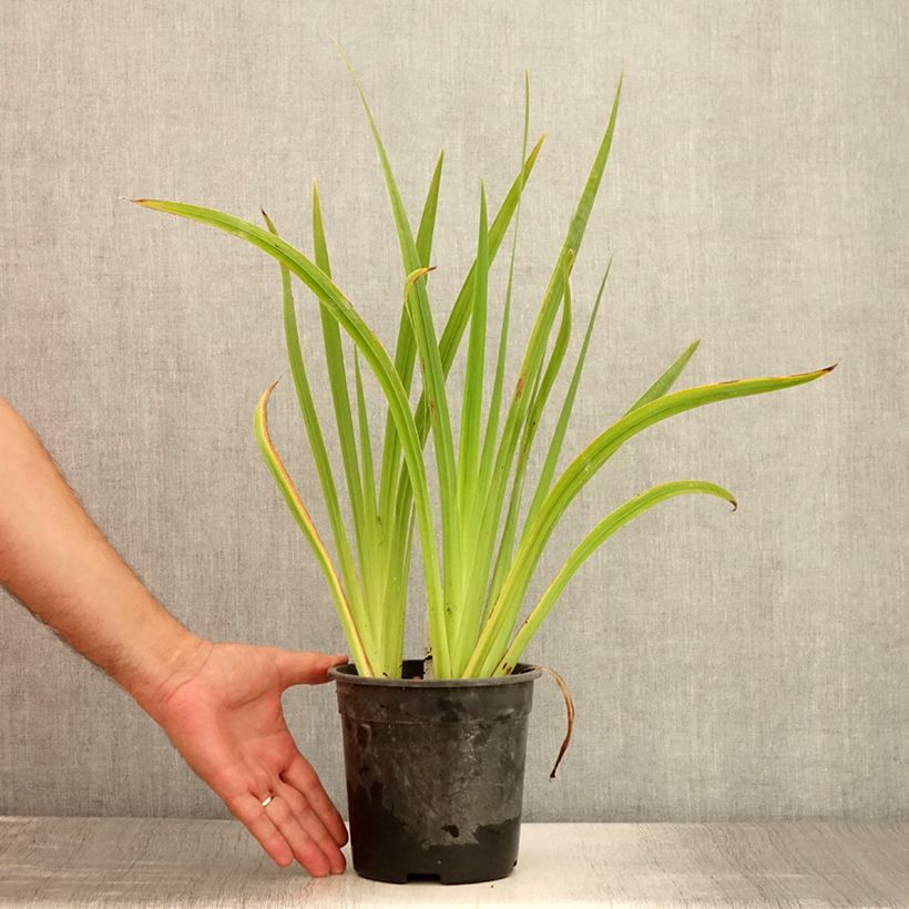 Ejemplar de Iris Japonés Sugar Dome - Iris ensata Maceta 2L/3L entregado en verano