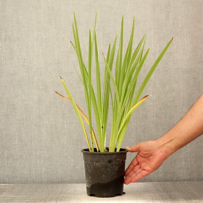 Ejemplar de Iris Japonés Variegata - Iris ensata Maceta 2L/3L entregado en verano