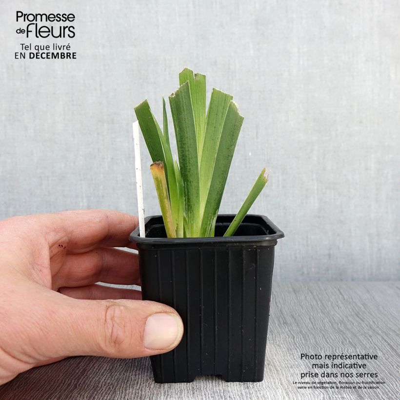 Ejemplar de Iris foetidissima - Lirio hediondo Maceta de 8/9 cm entregado en otoño