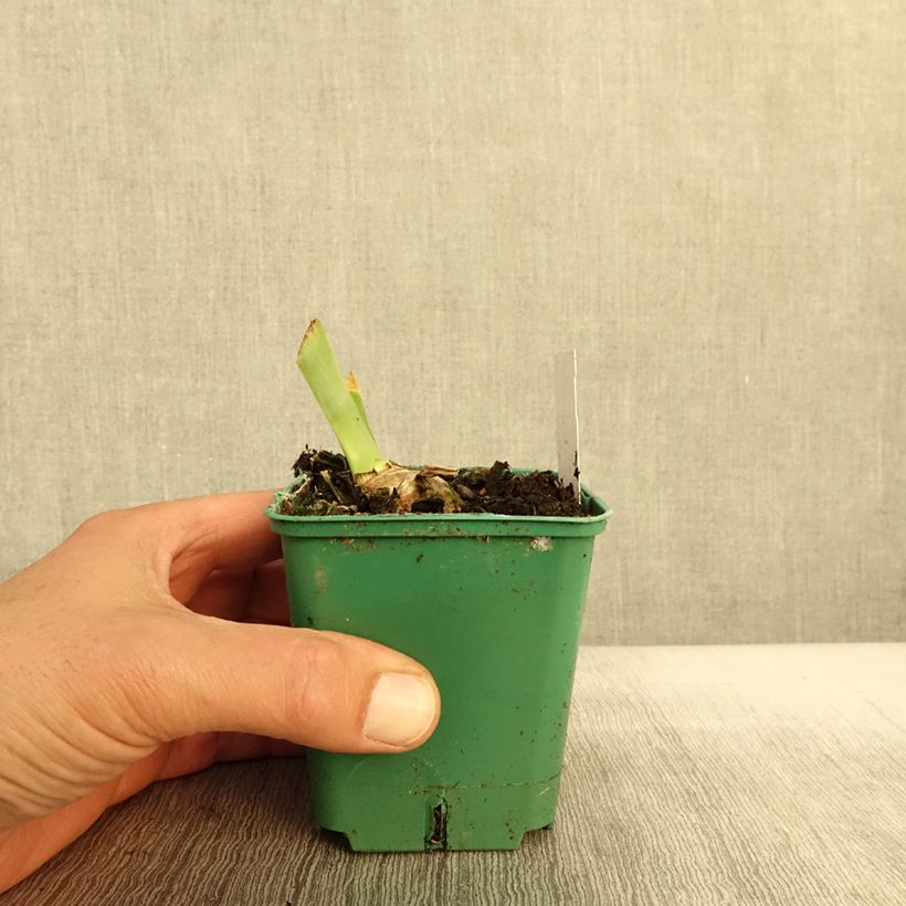 Ejemplar de Iris germanica Agrippa Maceta de 8/9 cm entregado en otoño