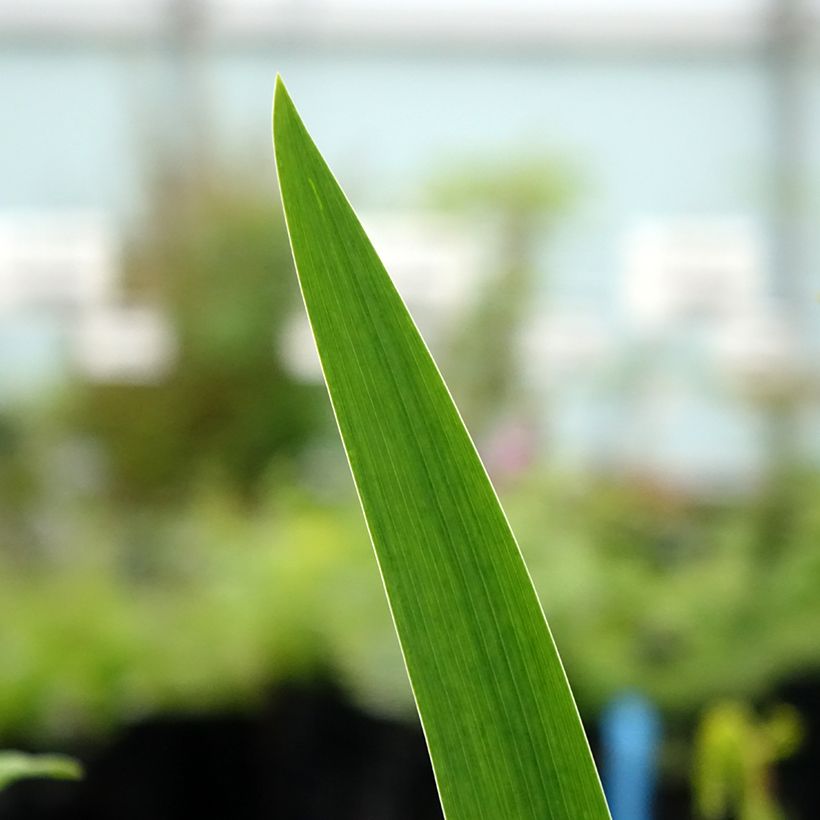 Iris germanica Agrippa (Follaje)