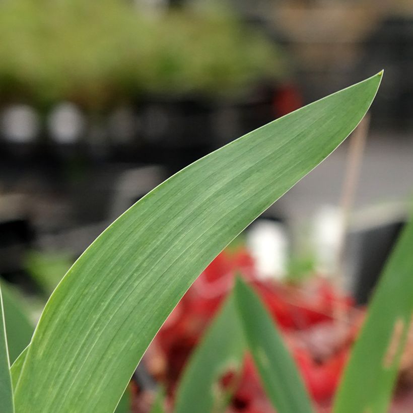 Iris germanica Agrippa (Follaje)