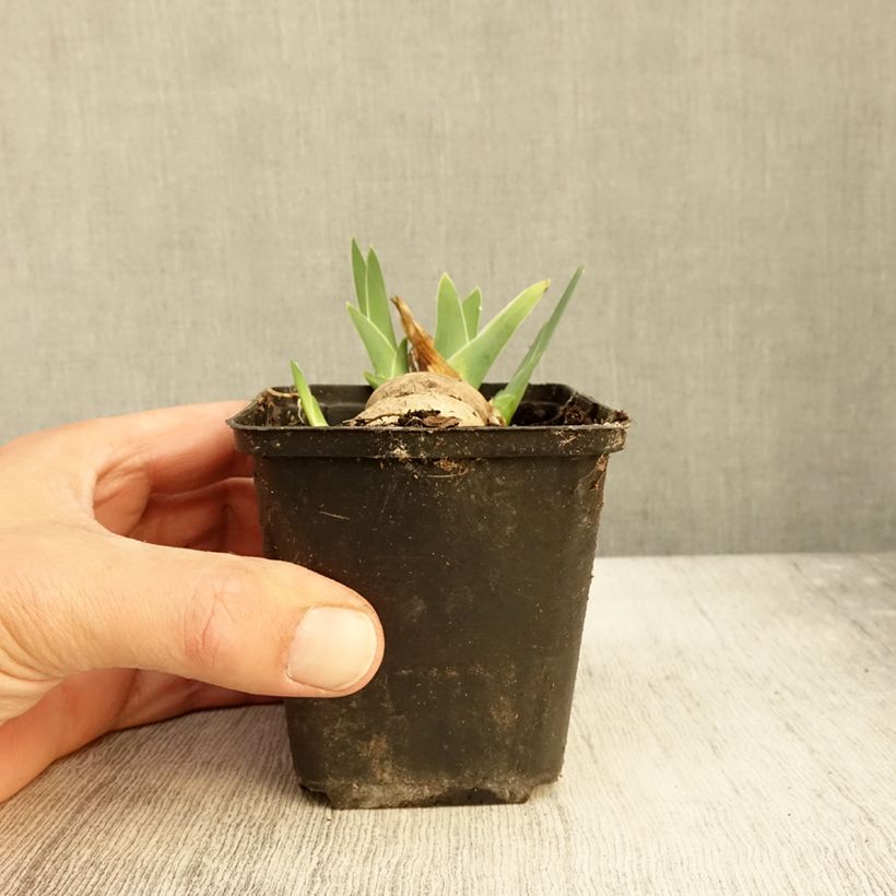 Ejemplar de Iris germanica Alizes Maceta de 8/9 cm entregado en otoño
