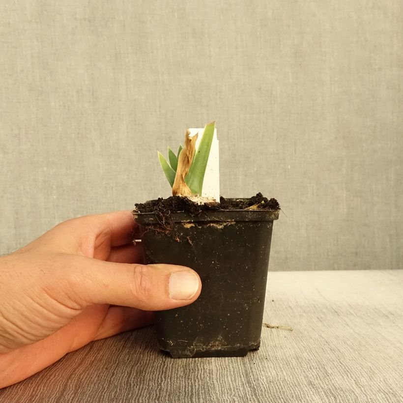 Ejemplar de Iris germanica Arctic Age Maceta de 8/9 cm entregado en otoño