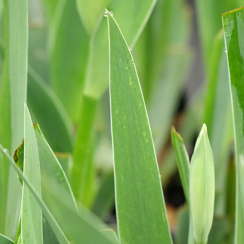Iris germanica Arpège (Follaje)
