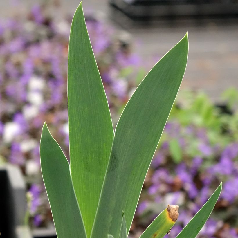 Iris germanica Arpège (Follaje)