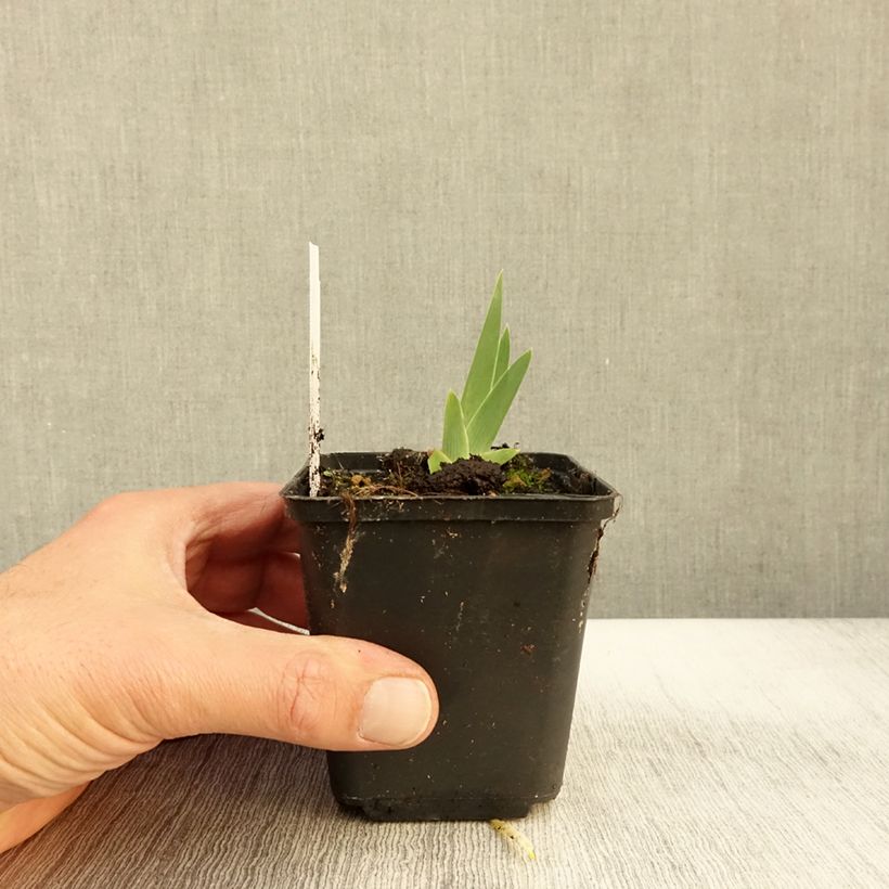 Ejemplar de Iris germanica Art Déco Maceta de 8/9 cm entregado en otoño