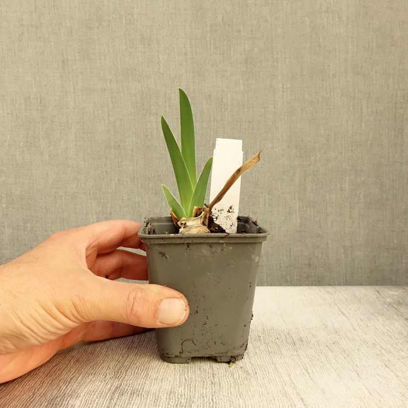 Ejemplar de Iris germanica Baie des Anges Maceta de 8/9 cm entregado en otoño