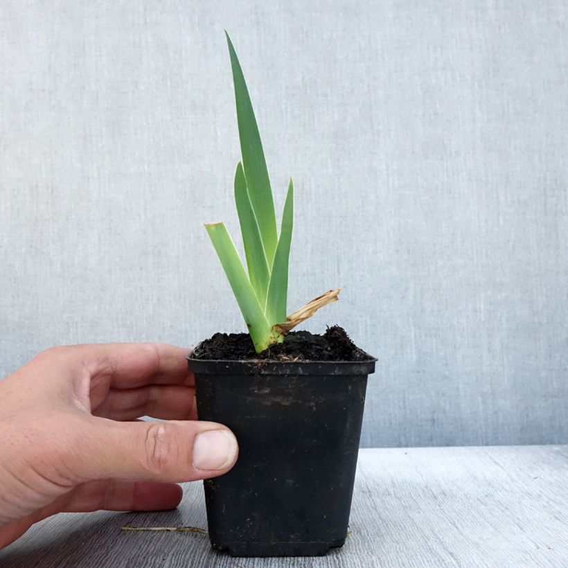Ejemplar de Iris germanica Bébé Rose Maceta de 8/9 cm entregado en otoño