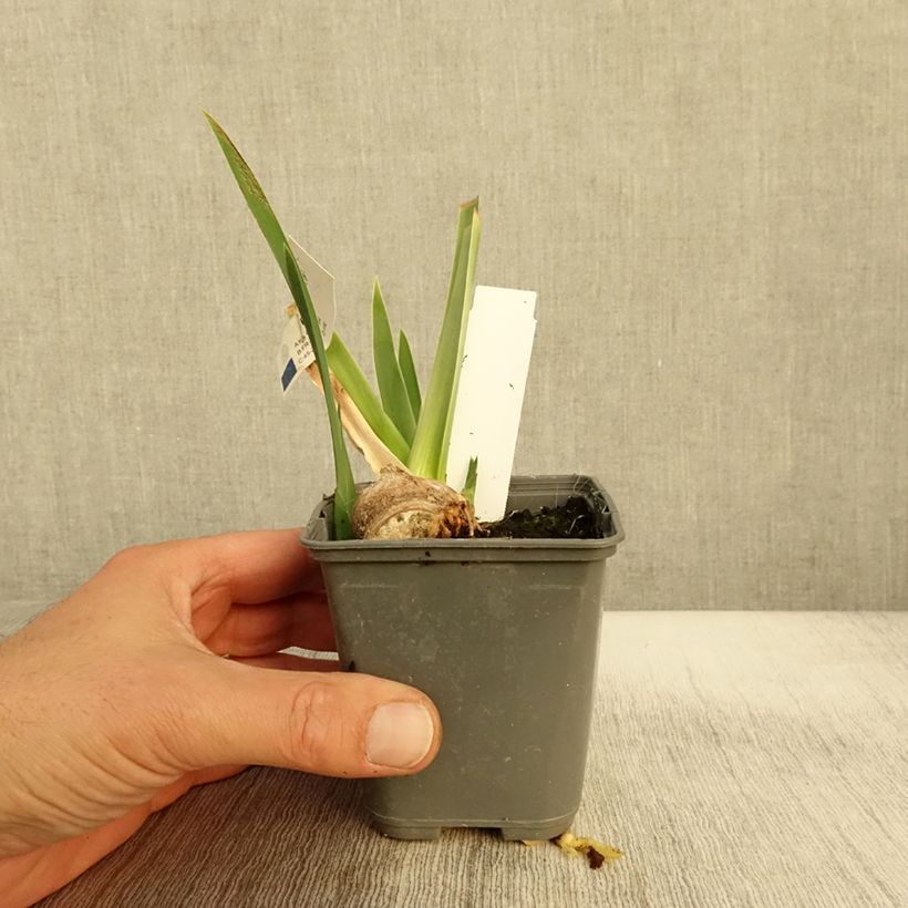 Ejemplar de Iris germanica Belle Surprise Maceta de 8/9 cm entregado en otoño