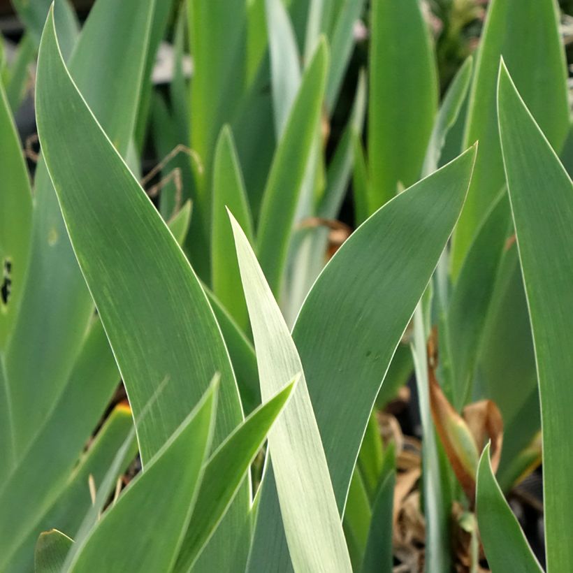 Iris germanica Black Dragon (Follaje)