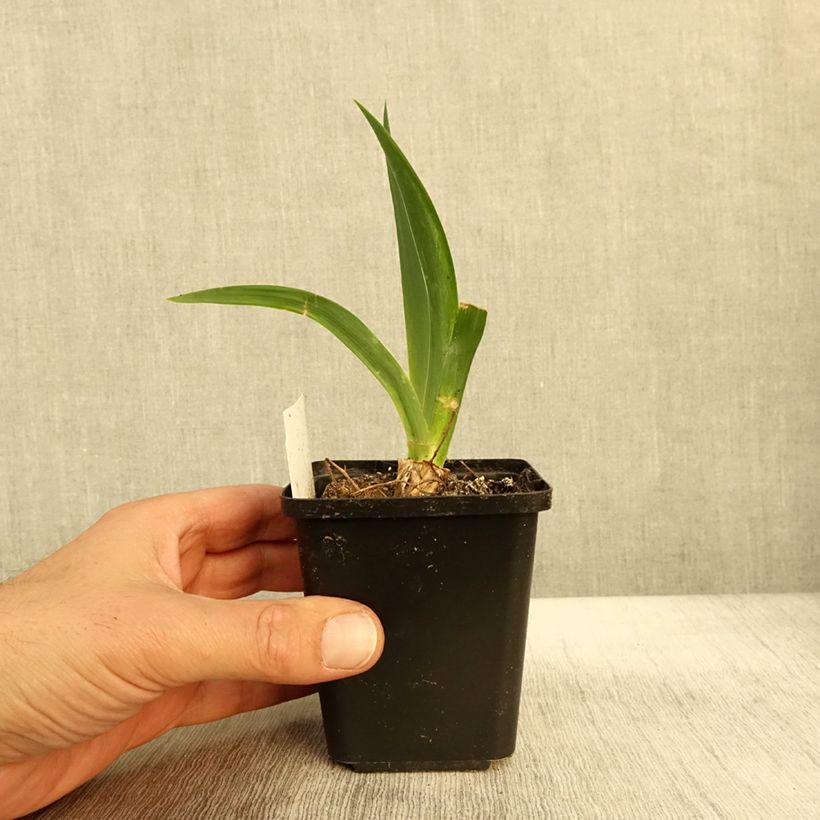 Ejemplar de Iris germanica Black Knight Maceta de 8/9 cm entregado en otoño