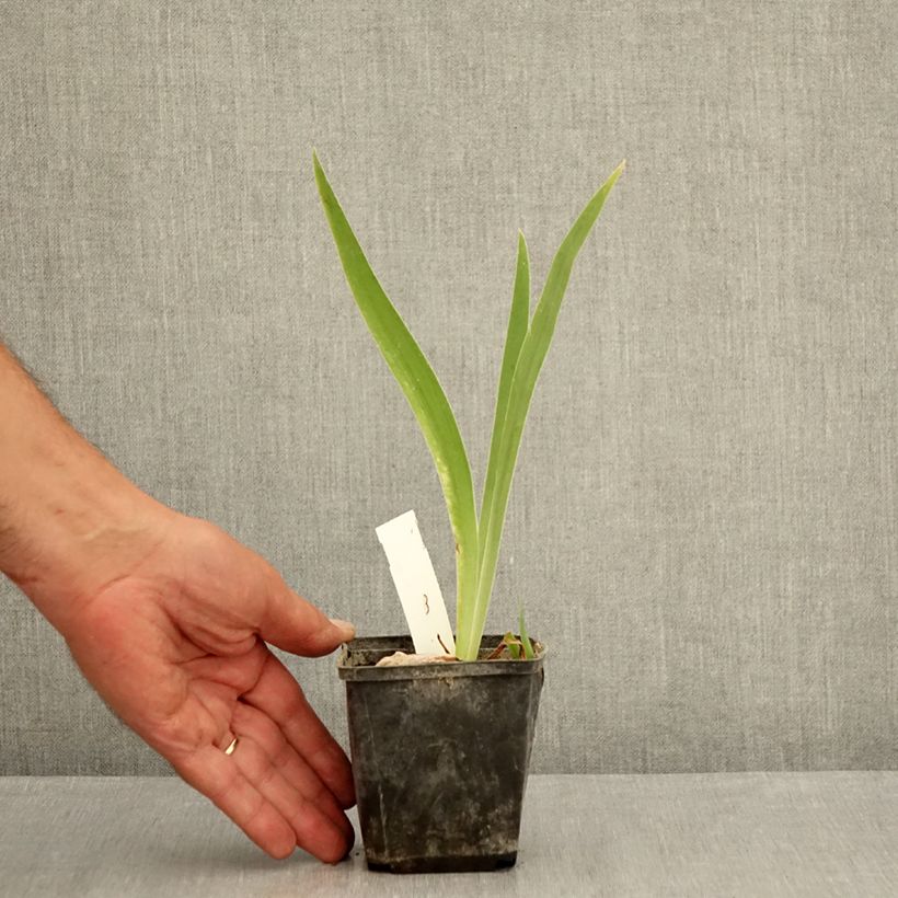Ejemplar de Iris germanica Brin de Folie Maceta de 8/9 cm entregado en verano