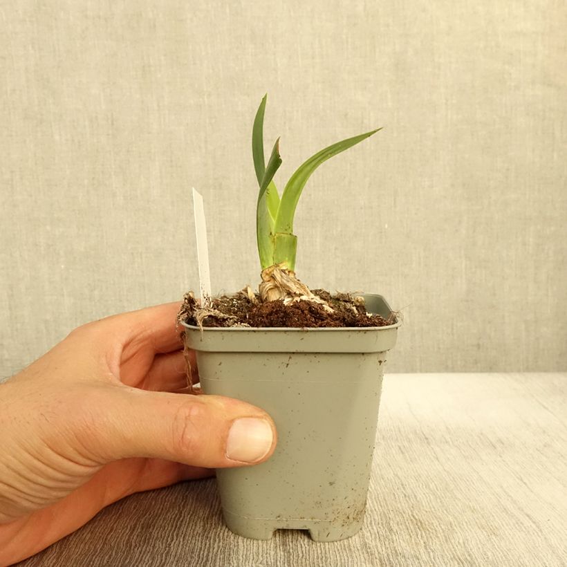 Ejemplar de Iris germanica Bullwinkle Maceta de 8/9 cm entregado en otoño