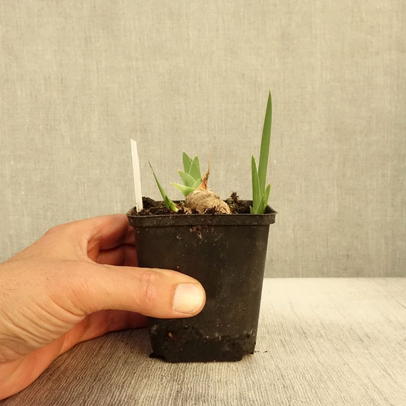 Ejemplar de Iris germanica Burnt Toffee Maceta de 8/9 cm entregado en otoño
