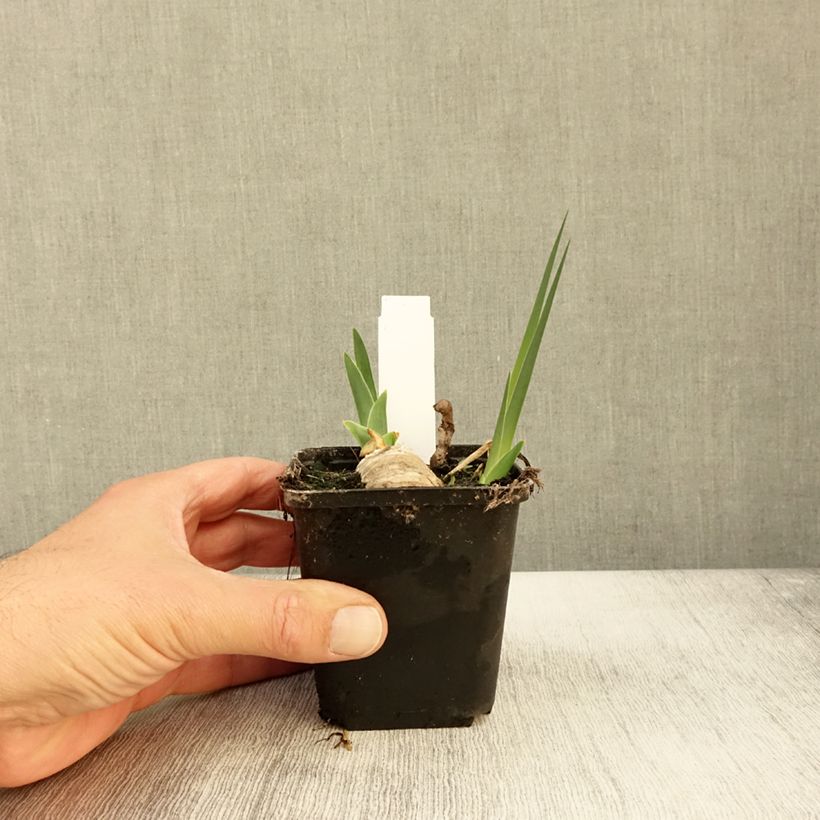 Ejemplar de Iris germanica Chateau d Auvers Sur Oise Maceta de 8/9 cm entregado en otoño