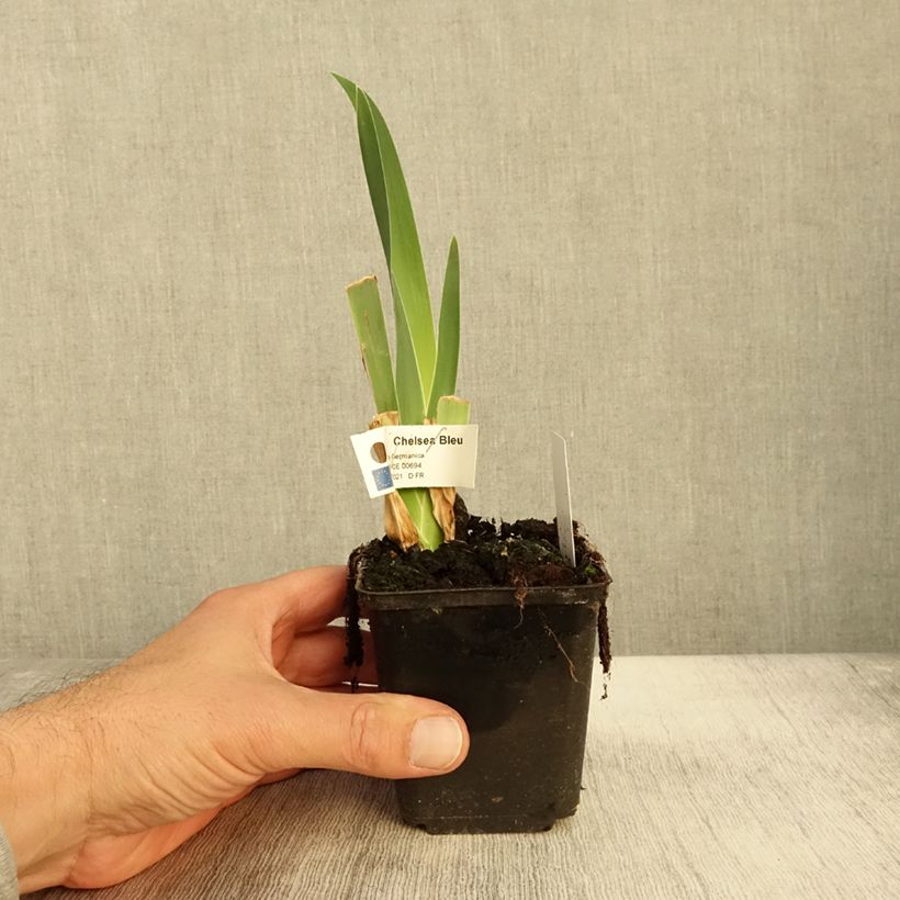 Ejemplar de Iris germanica Chelsea Bleu Maceta de 8/9 cm entregado en otoño