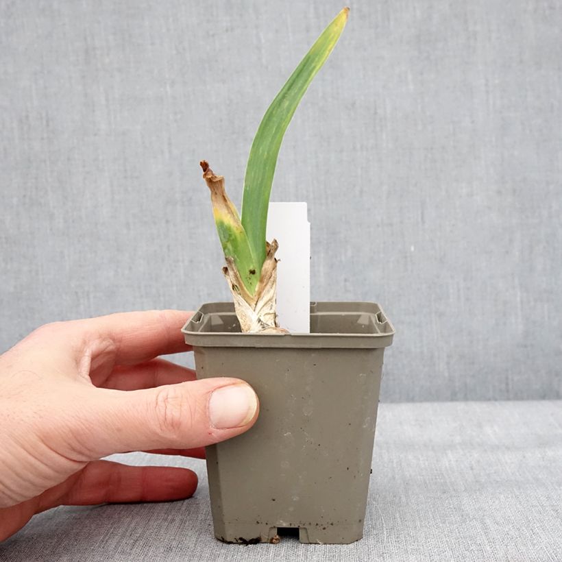 Iris germanica Cherished Maceta de 8/9 cm Ejemplar entregado en invierno