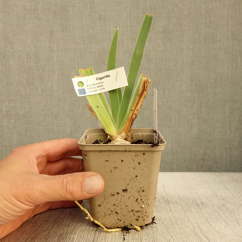 Ejemplar de Iris germanica Cigarillo Maceta de 8/9 cm entregado en otoño