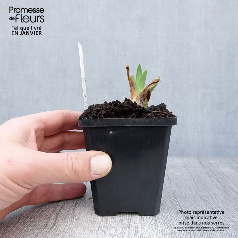 Iris germanica Coffee Trader Maceta de 8/9 cm Ejemplar entregado en invierno