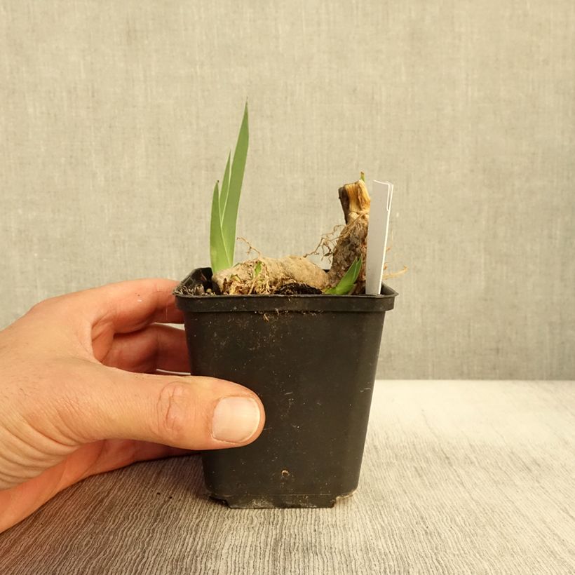 Ejemplar de Iris germanica Crimson Tiger Maceta de 8/9 cm entregado en otoño