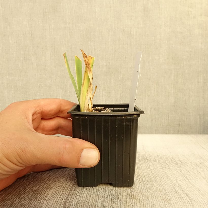 Ejemplar de Iris germanica Cutie Maceta de 8/9 cm entregado en otoño