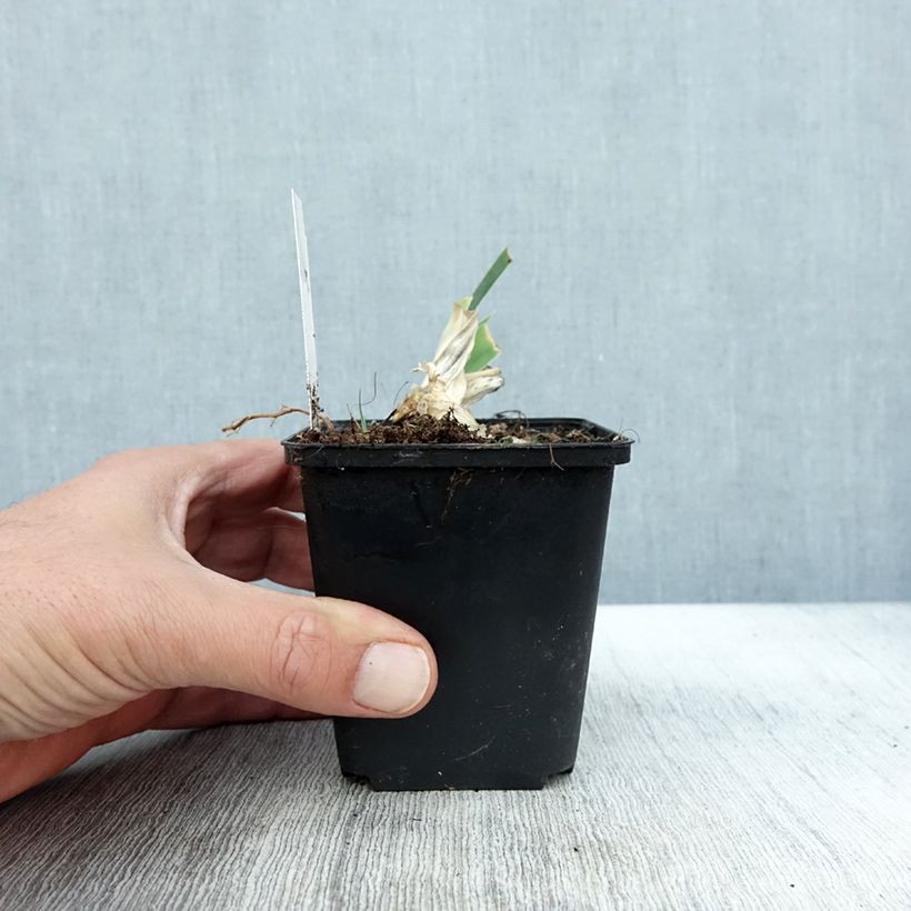 Ejemplar de Iris germanica Dame Blanche Maceta de 8/9 cm entregado en otoño