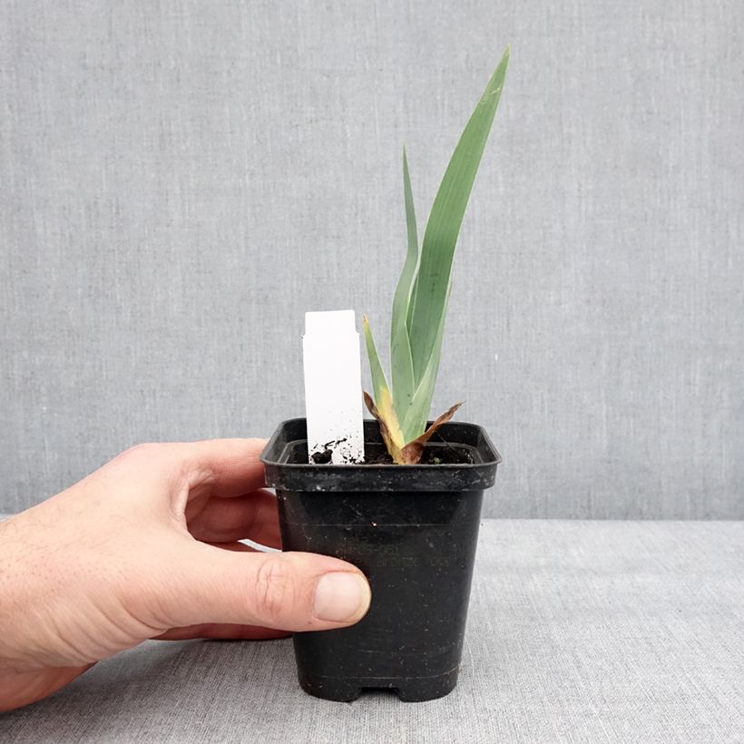 Iris germanica Dame de Coeur Maceta de 8/9 cm Ejemplar entregado en invierno