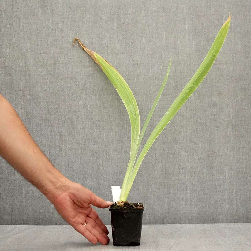 Ejemplar de Iris germanica Dating A Royal Maceta de 8/9 cm entregado en verano