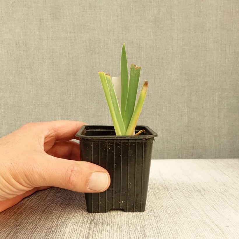 Ejemplar de Iris germanica Delicato Maceta de 8/9 cm entregado en otoño