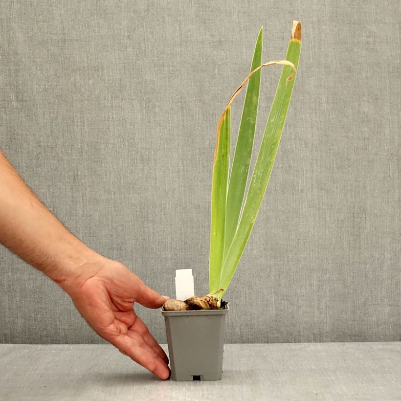 Ejemplar de Iris germanica Dernier Cri Maceta de 8/9 cm entregado en verano