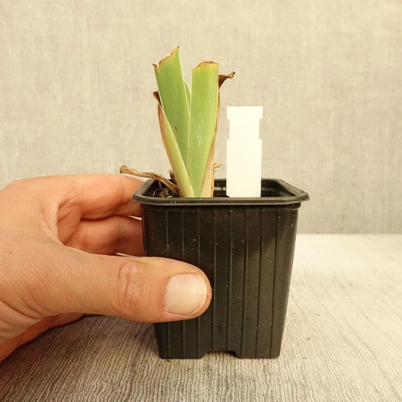 Ejemplar de Iris germanica Dutch Chocolate Maceta de 8/9 cm entregado en otoño