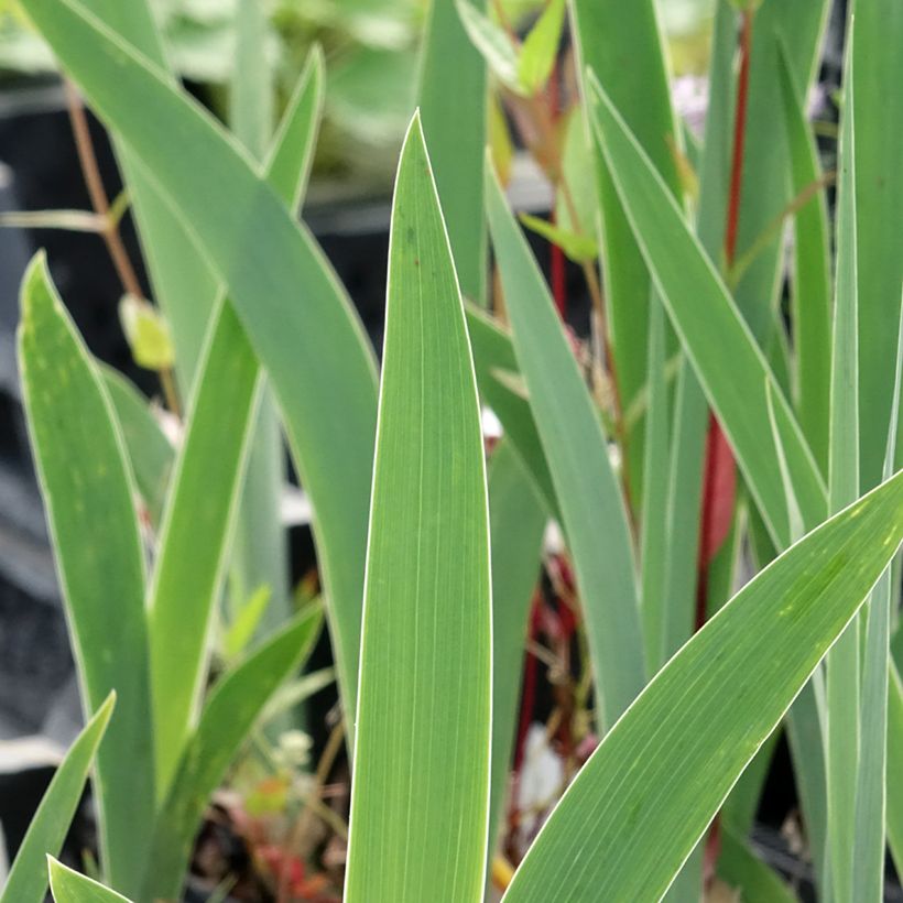 Iris germanica Dutch Chocolate (Follaje)