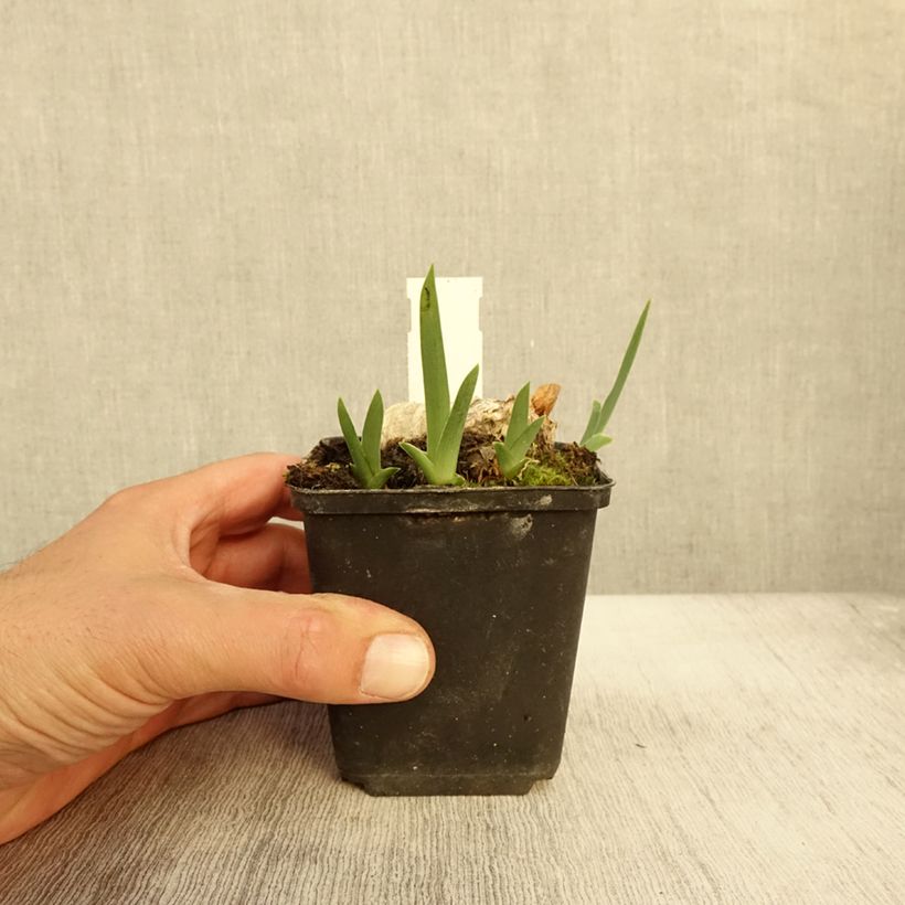 Ejemplar de Iris germanica En Ebullition Maceta de 8/9 cm entregado en otoño