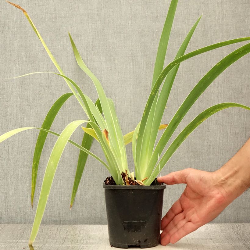 Ejemplar de Iris germanica English cottage Maceta 1,5L/2L entregado en verano