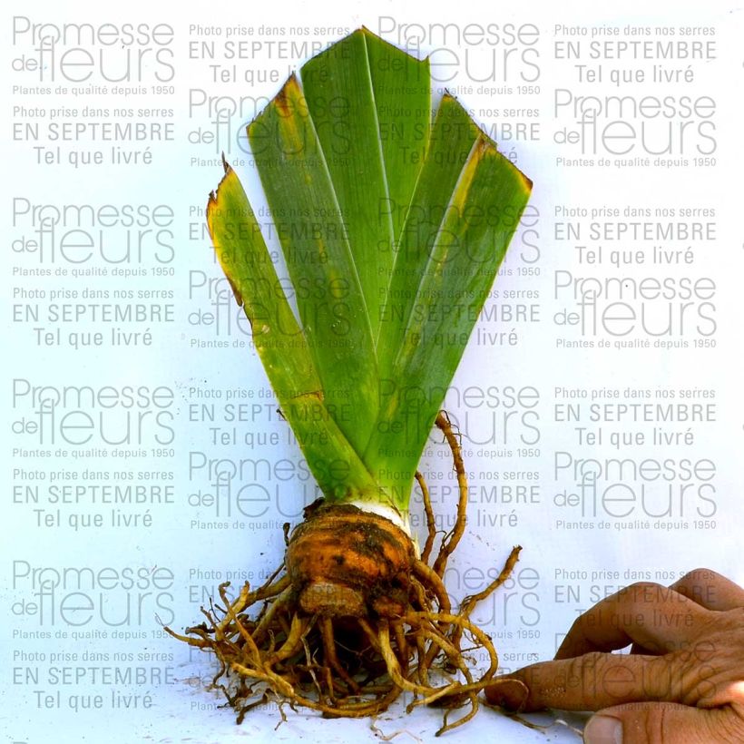 Ejemplo de ejemplar de Iris germanica Fall Fiesta Maceta de 8/9 cm tal y como se entrega