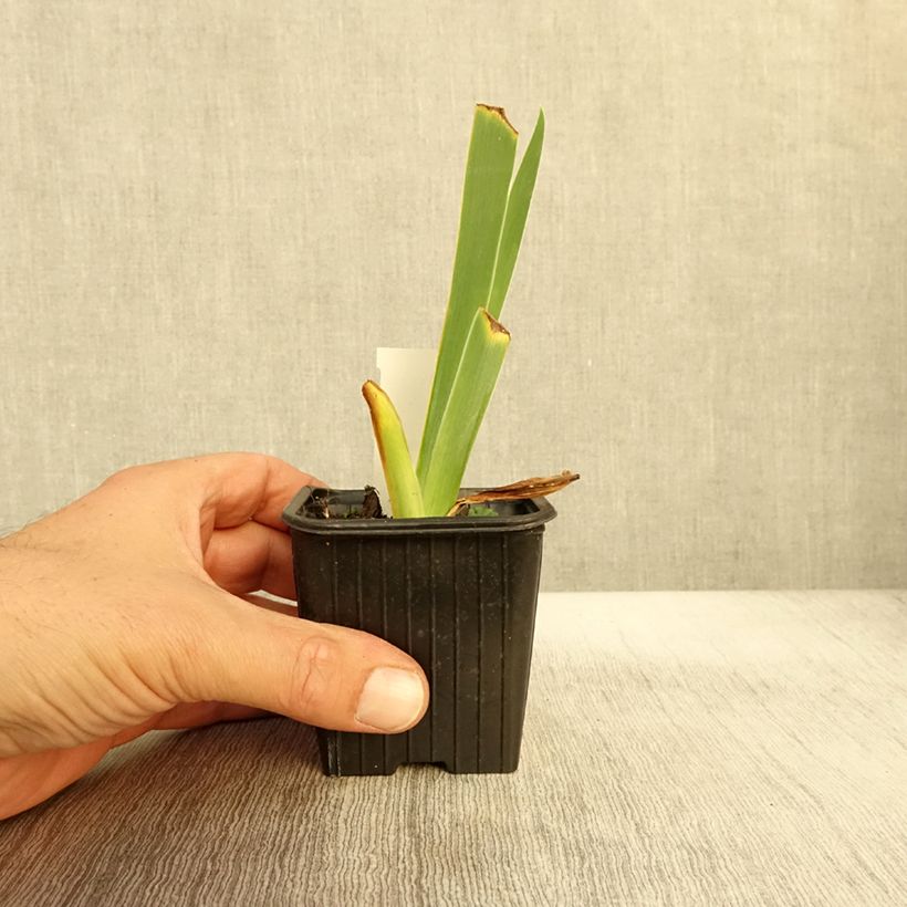 Ejemplar de Iris germanica Flamant Rose Maceta de 8/9 cm entregado en otoño