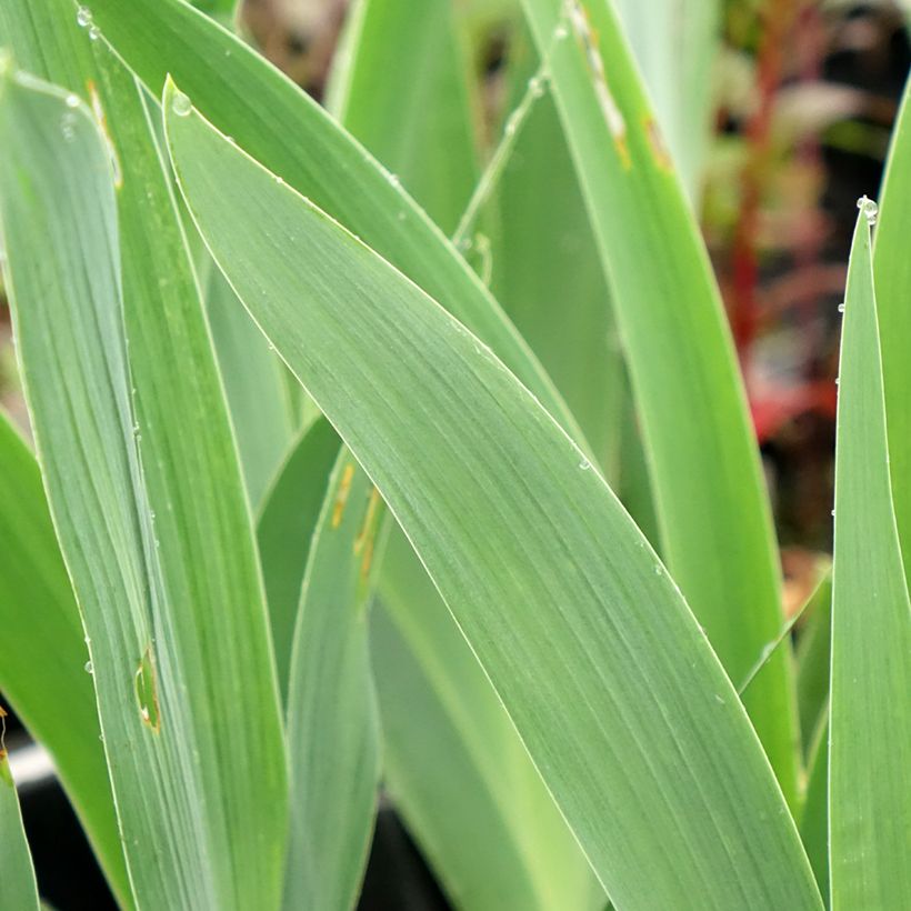 Iris germanica Flaming Dragon (Follaje)