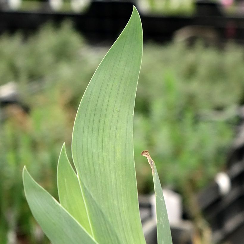 Iris germanica Flaming Dragon (Follaje)