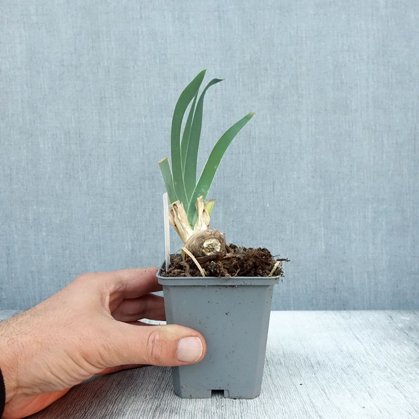 Ejemplar de Iris germanica Frison-Roche Maceta de 8/9 cm entregado en otoño