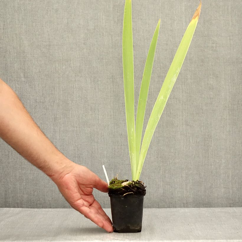 Ejemplar de Iris germanica Galopade Maceta de 8/9 cm entregado en verano